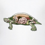 Внутренности черепахи