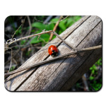 Божья коровка