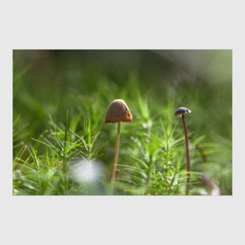 Постер Mushrooms Design