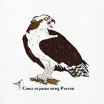 Скопа - птица 2018 года