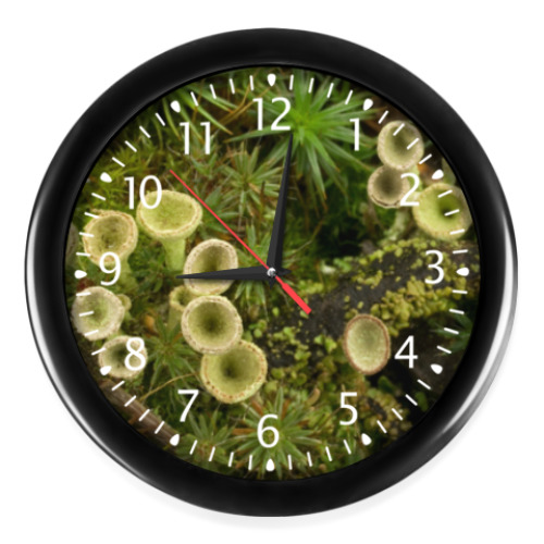 Часы Болотные растения