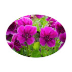 Камчатка, цветы