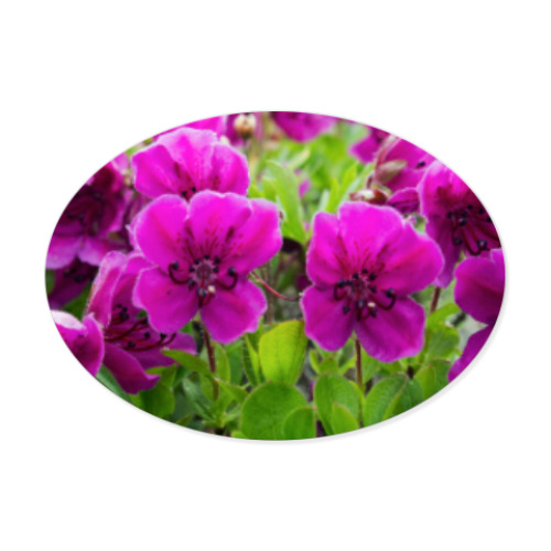 Виниловые наклейки Камчатка, цветы