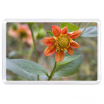 Чудо природы