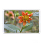 Чудо природы