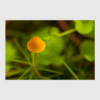 Mushrooms Design
