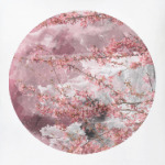 Японская сакура весной