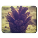 Шишка на песке