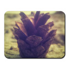 Шишка на песке