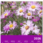 Хризантемы