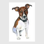 Джек рассел терьер