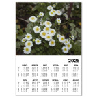 Маргаритки в сумерках