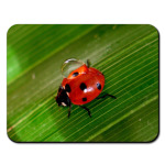 божья коровка