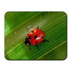 божья коровка