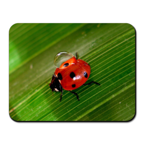 Коврик для мыши с принтом божья коровка