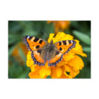 Бабочка на цветке