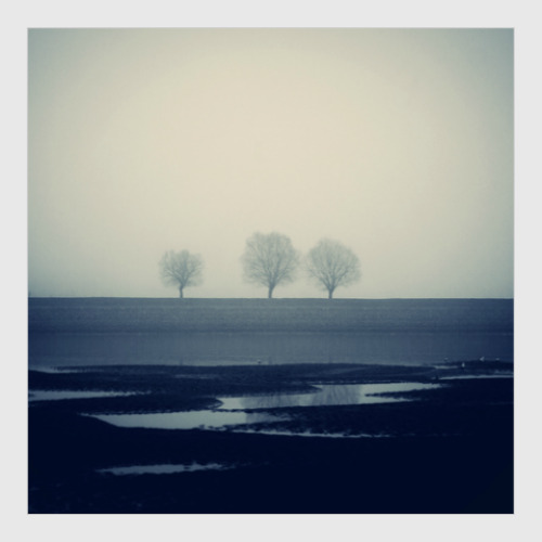 Постер с принтом Три дерева