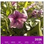 Меланжевая петунья