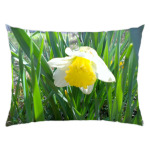 Солнечный нарцисс