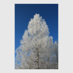 Алмазная берёза