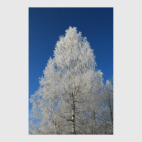 Алмазная берёза