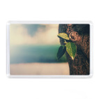 Кора дерева