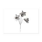 Колокольчик