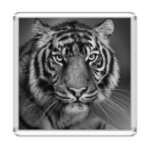 Магнит с принтом Глаза тигра