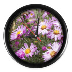 Хризантемы