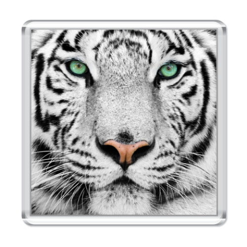 Магнит с принтом «Tigris»