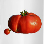 Tomato