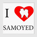 I love Samoyed