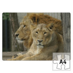 Лев и львица (фото)