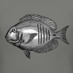 Гравированная рыба