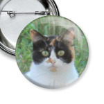 Команда котиков