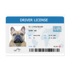 Собачьи права