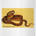 E.guttata