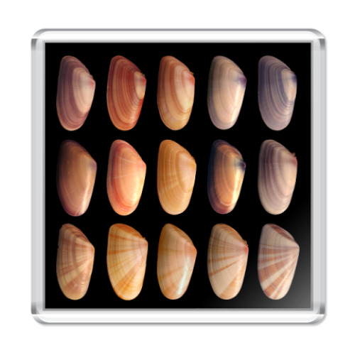 Магнит с принтом  Ракушки