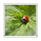  Ladybird
