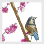 Серия: птицы