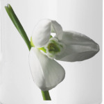 Весеннее настроение