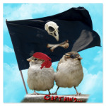 Воробьи-пираты