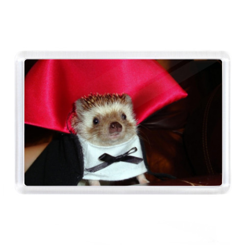 Магнит с принтом Дракула ёжик