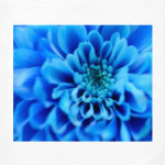 Летние цветы