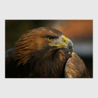 Необыкновенные птицы