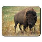 Могучий зубр