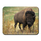 Могучий зубр