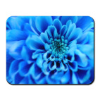 Летние цветы