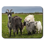 Козы в поле