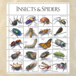 Insects&Spiders